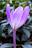 COLCHICUM SPECIOSUM