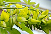 CROTALARIA LABURNIFOLIA