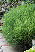 EPHEDRA MAJOR