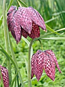 FRITILLARIA MELEAGRIS,  SNAKES HEAD FRITILLARY