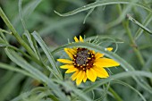 HELIANTHUS SALICIFOLIUS