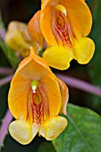 IMPATIENS SEASHELLS TANGARINE