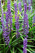 LIRIOPE MUSCARI