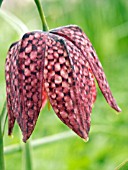 FRITILLARIA MELEAGRIS,  SNAKES HEAD FRITILLARY