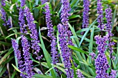 LIRIOPE MUSCARI