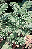 MELIANTHUS MAJOR