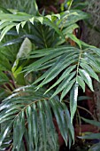 OSMUNDA VACHELLII