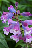 PENSTEMON SOUR GRAPES