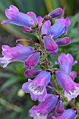 PENSTEMON SOUR GRAPES