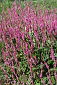 PERSICARIA AMPLEXICAULIS BRUSHSTROKES