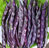 PHASEOLUS VULGARIS VIOLET PODDED