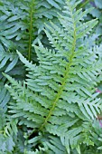 POLYPODIUM PULCHERE DWARF