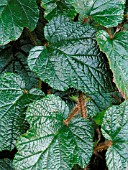 RUBUS TRICOLOR