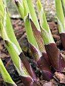 HOSTA FORTUNEI,  AUREOMARGINATA