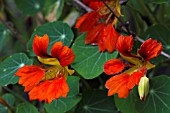 TROPAEOLUM MINOR PHOENIX