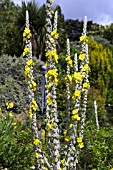 VERBASCUM BOMBYCIFERUM