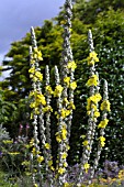 VERBASCUM BOMBYCIFERUM