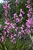 WATSONIA PILLANSII