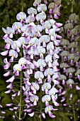 WISTERIA FLORIBUNDA ROSEA