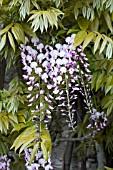 WISTERIA FLORIBUNDA ROSEA