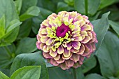 ZINNIA CUPCAKE LIME RED