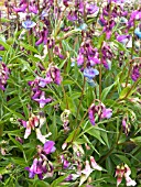 LATHYRUS VERNUS,  SPRING PEA