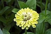 ZINNIA ENVY