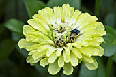 ZINNIA ENVY