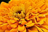 ZINNIA GOLDEN STATE