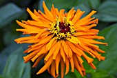 ZINNIA ORANGE CACTUS