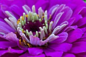 ZINNIA PURPLE PRINCE