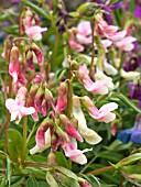 LATHYRUS VERNUS,  SPRING PEA