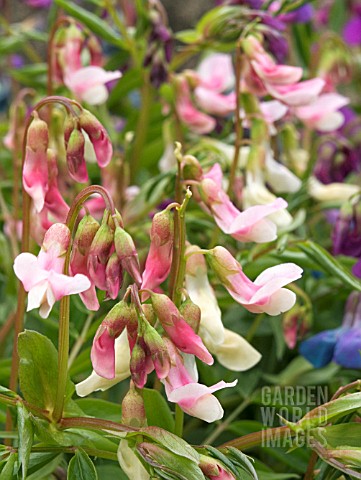 LATHYRUS_VERNUS__SPRING_PEA