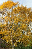 BETULA ERMANII GRAYSWOOD HILL