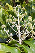 FATSIA JAPONICA