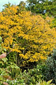 GLEDITSIA TRIACANTHOS SUNBURST