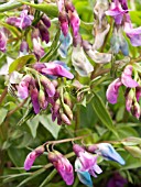 LATHYRUS VERNUS,  SPRING PEA