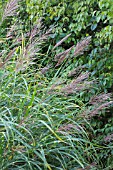 MISCANTHUS SINENSIS ZEBRINUS