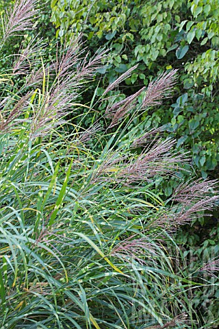 MISCANTHUS_SINENSIS_ZEBRINUS