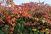 RHUS TYPHINA & VITIS COIGNETIAE