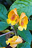 IMPATIENS SEASHELL TANGARINE