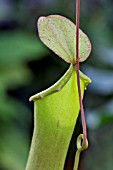 NEPENTHES VENTRICOSA