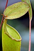 NEPENTHES VENTRICOSA