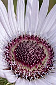 BERKHEYA PURPUREA