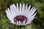 BERKHEYA PURPUREA