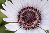 BERKHEYA PURPUREA