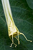 BRUGMANSIA CHAMPAGNE