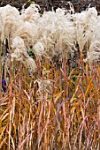 MISCANTHUS MALEPARTUS