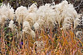 MISCANTHUS MALEPARTUS