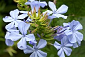 PLUMBAGO AURICULATA